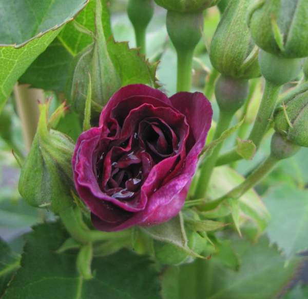 Kletterrose Bridge of Stars 1